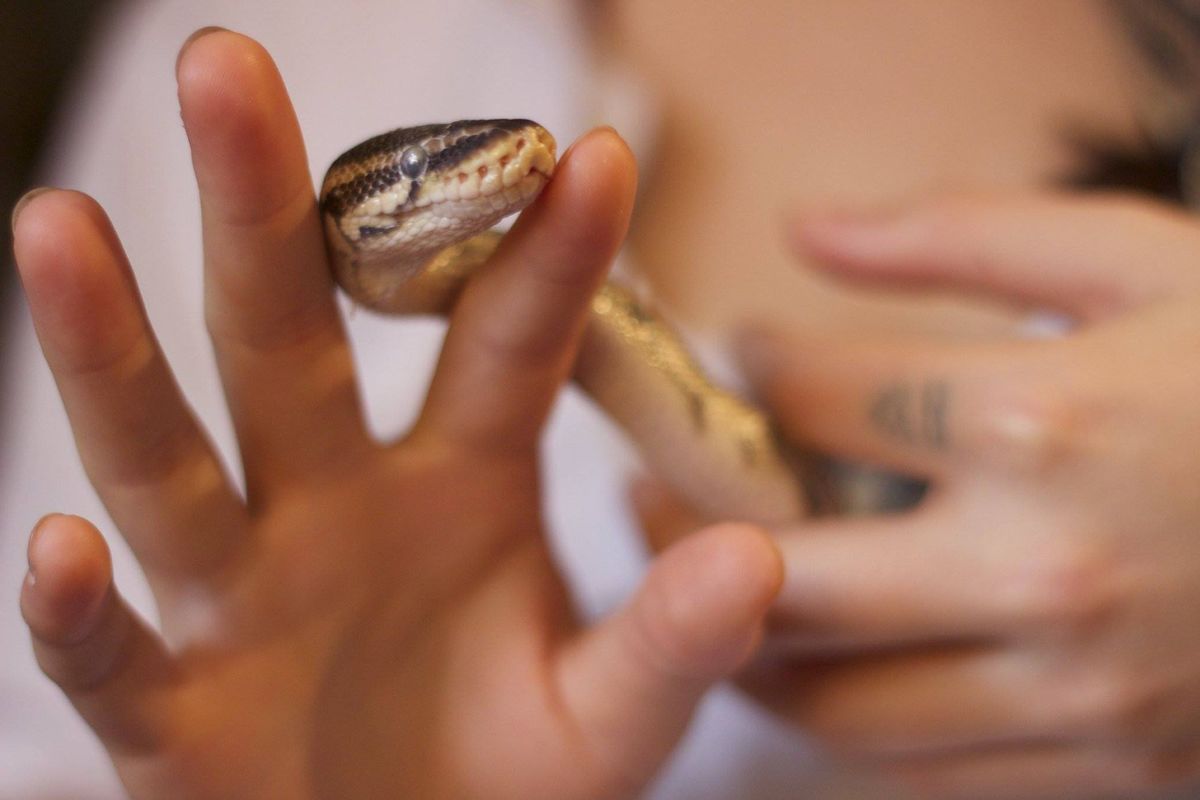 Snake